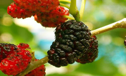 Дикорастущие плоды и ягоды
