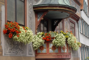 Цветы на балконах, террасах, верандах, окнах
